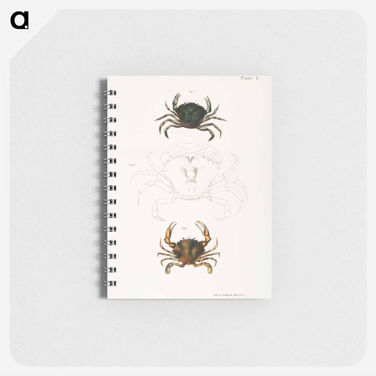 Littoral crab (Carcinus moenas) 7. Lady crab (Platyonichus ocellatus) illustration from Zoology of New York by - ニューヨークの動物学 Memo.