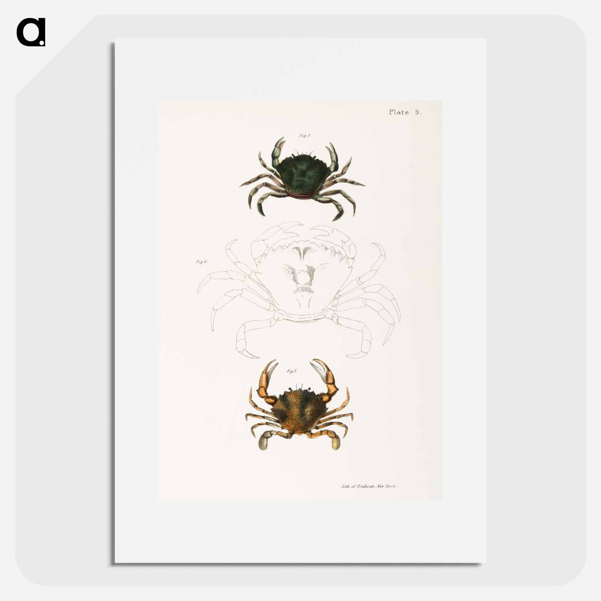 Littoral crab (Carcinus moenas) 7. Lady crab (Platyonichus ocellatus) illustration from Zoology of New York by - ニューヨークの動物学 Poster.