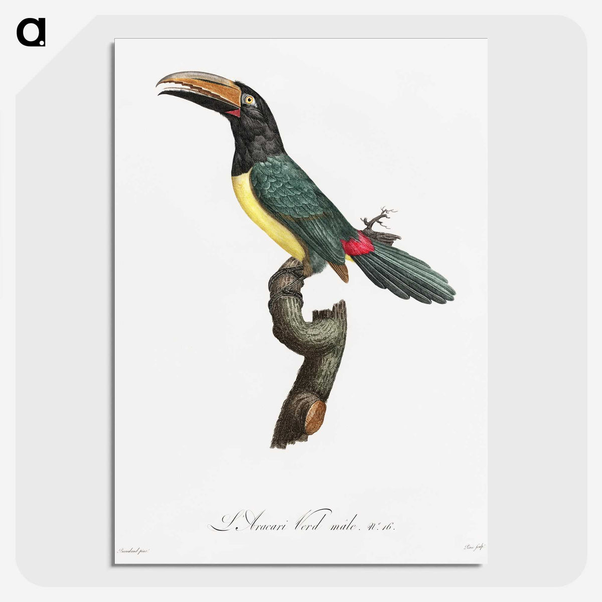 1-32_Des-Oiseaux-de-Paradis_picture-crop