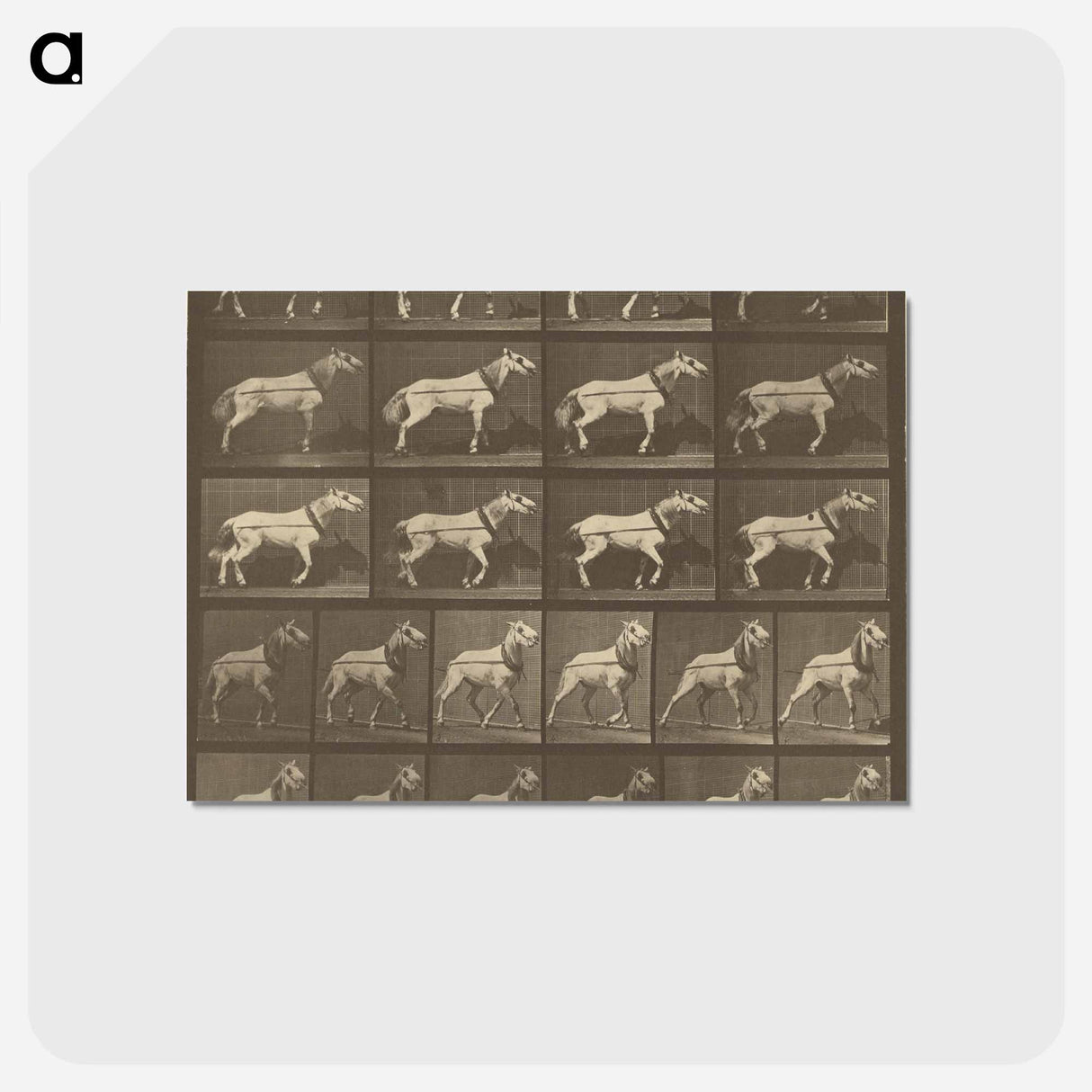 アートポストカード-Animal Locomotion
- エドワード マイブリッジ Postcard.