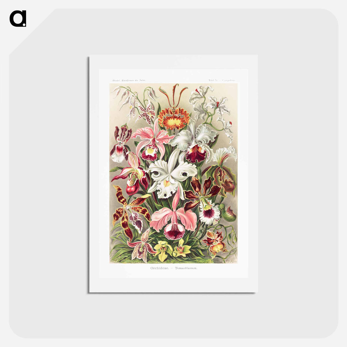アートポストカード-Orchideae–Denusblumen - エルンスト ヘッケル Postcard.