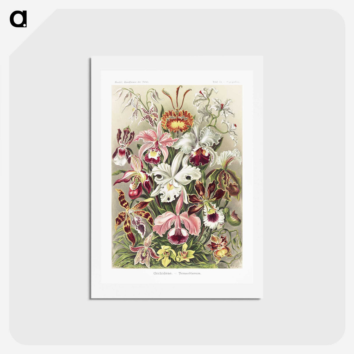 1-32_Ernst-Haeckel_hagaki