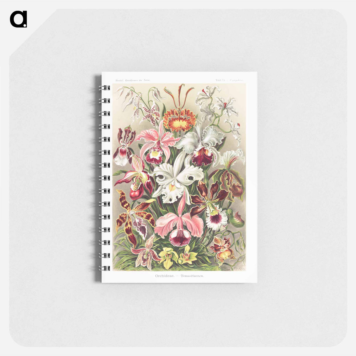 アートメモ帳-Orchideae–Denusblumen - エルンスト ヘッケル Memo.