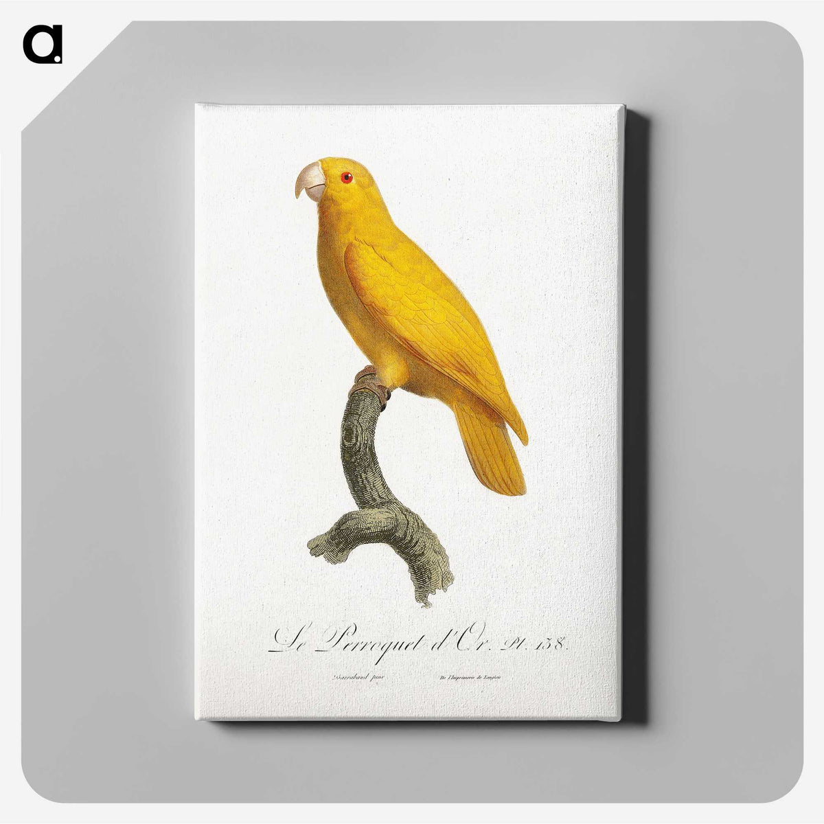 1-32_Francois-Levaillant_canvas
