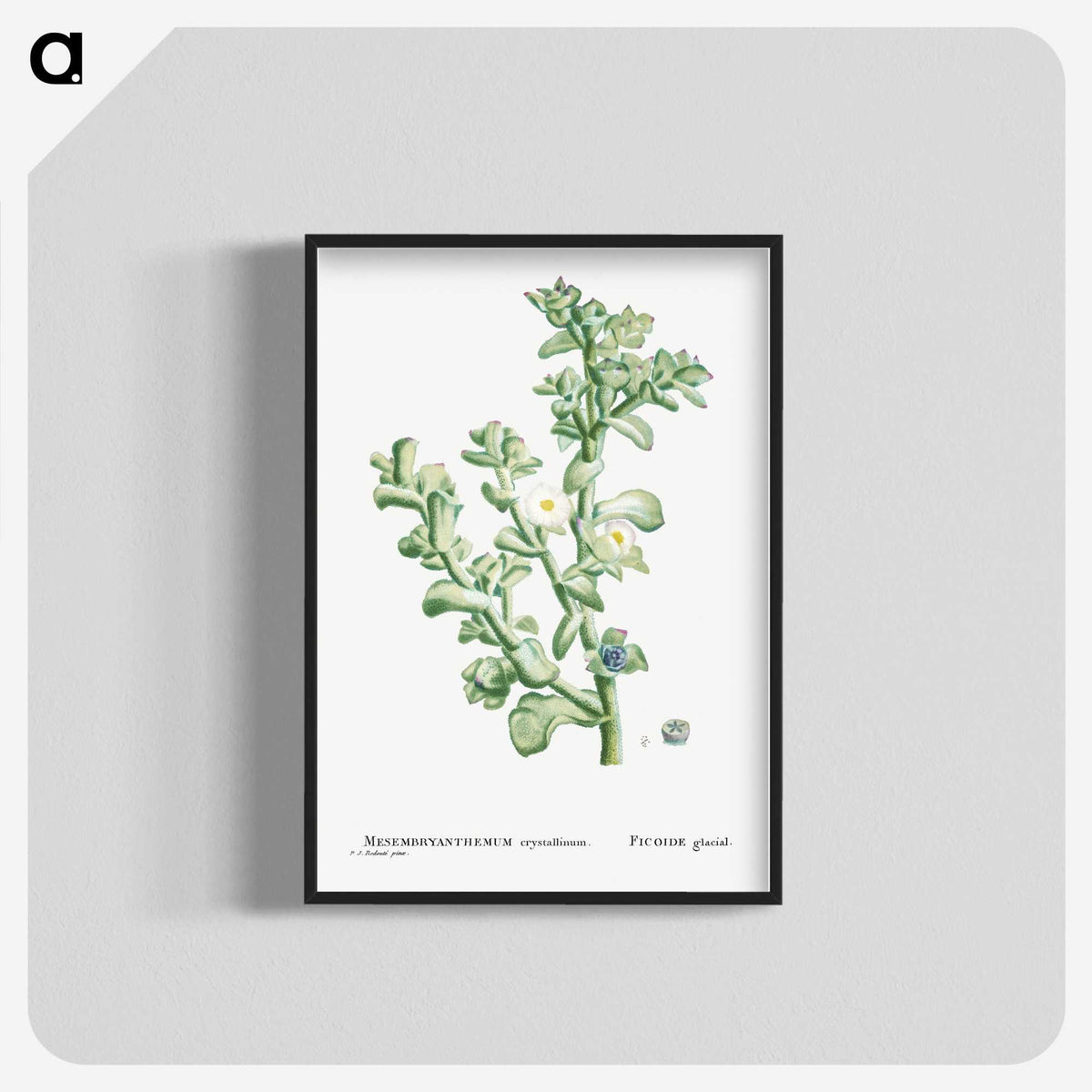 1-32_Histoire-des-Plantes-Grasses_blk-crop
