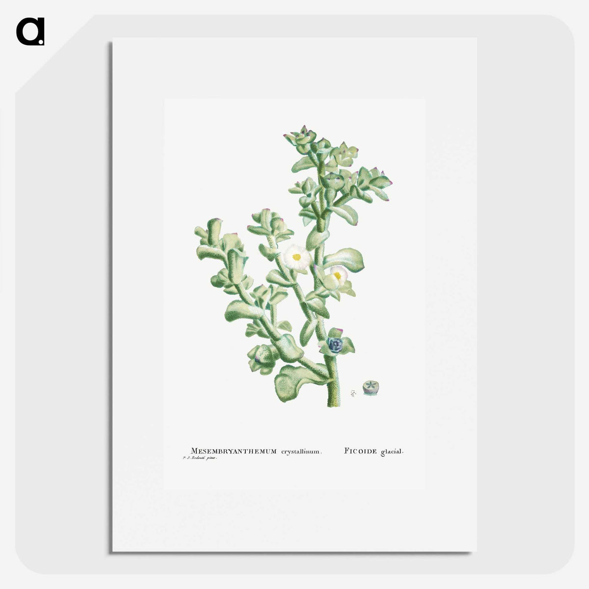 1-32_Histoire-des-Plantes-Grasses_picture