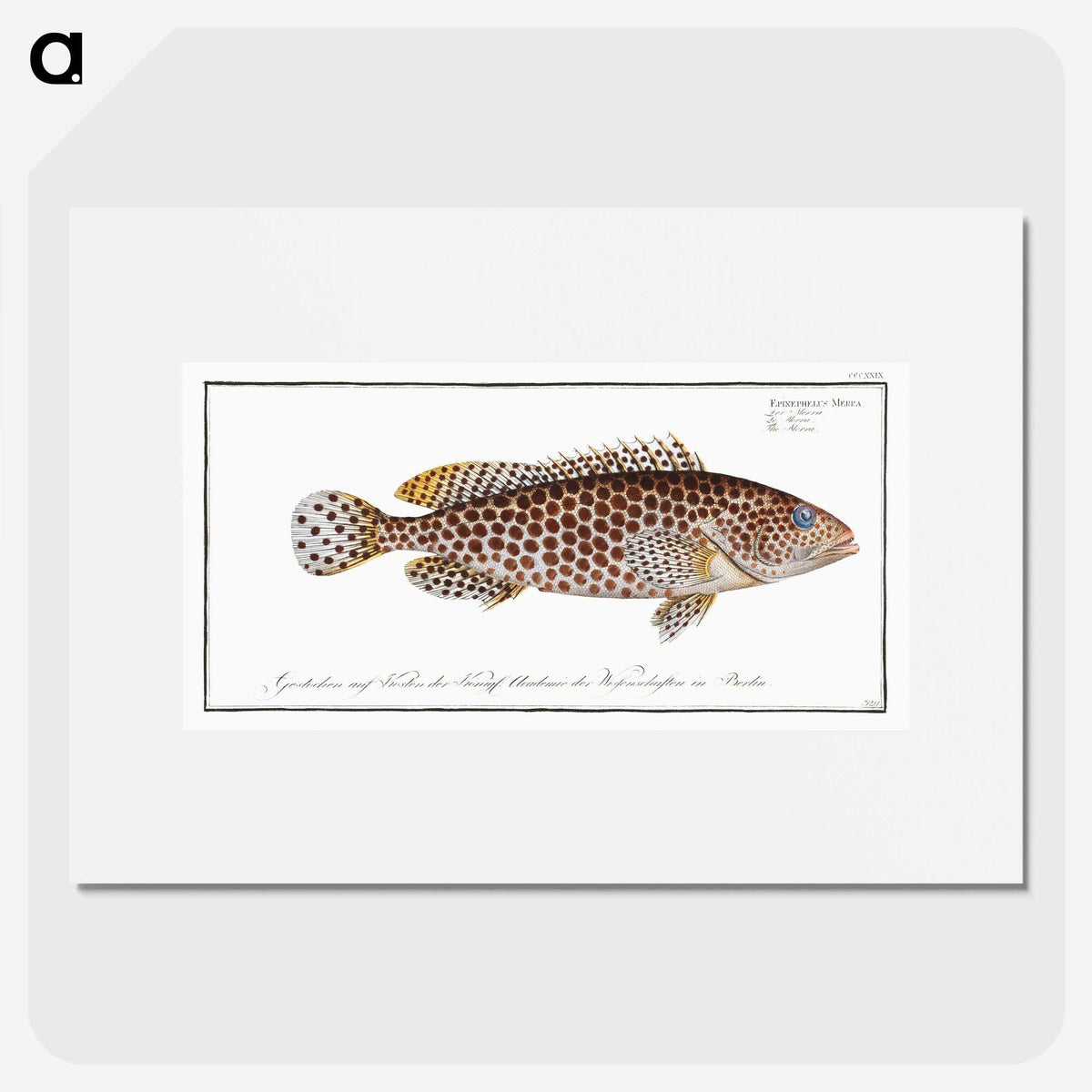 1-32_Ichtyologie-ou-Histoire-naturelle_picture