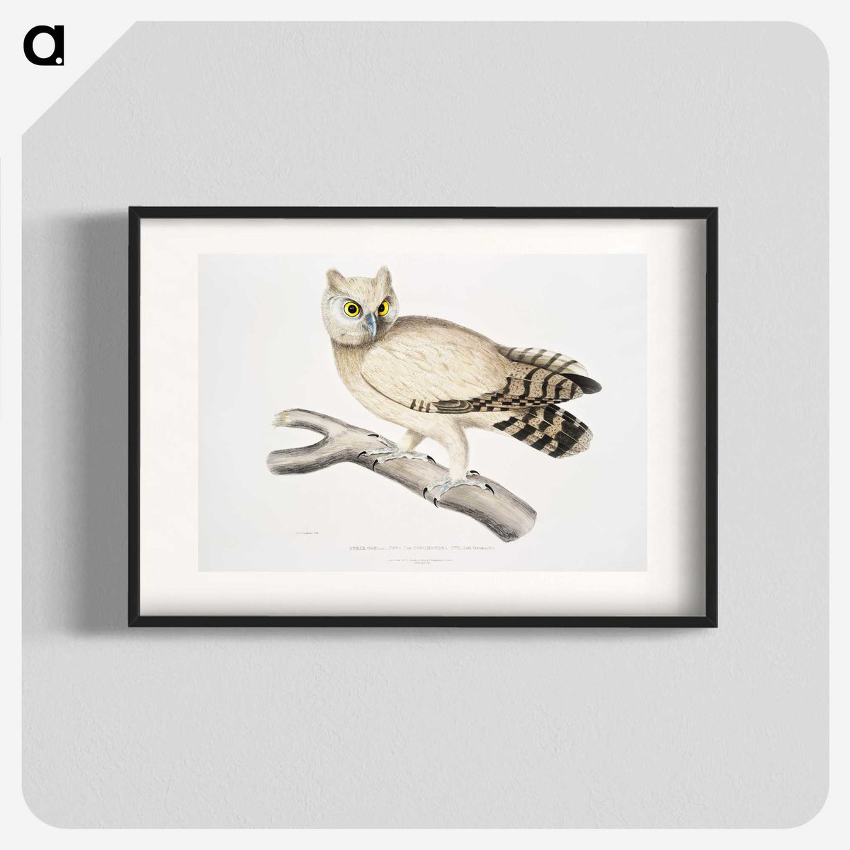 1-32_Indian-Zoology_blk