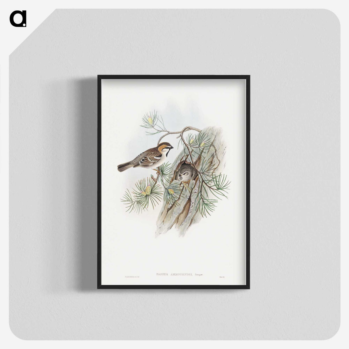 1-32_John-Gould_blk-crop
