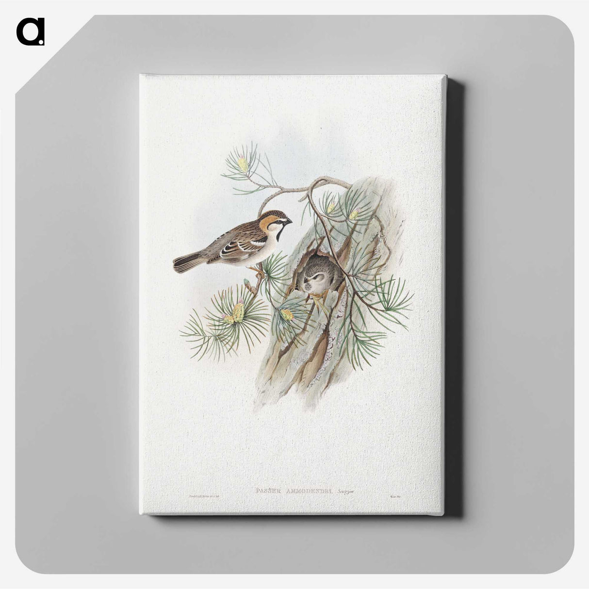 1-32_John-Gould_canvas