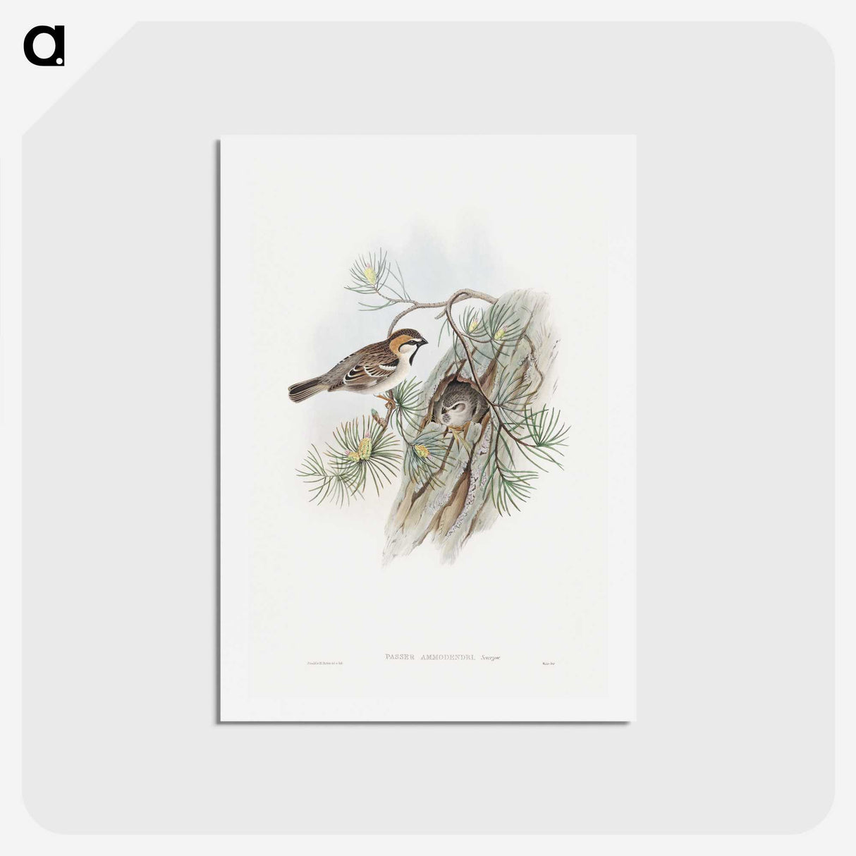1-32_John-Gould_hagaki