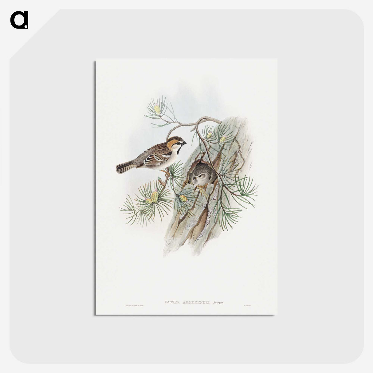 1-32_John-Gould_postcard