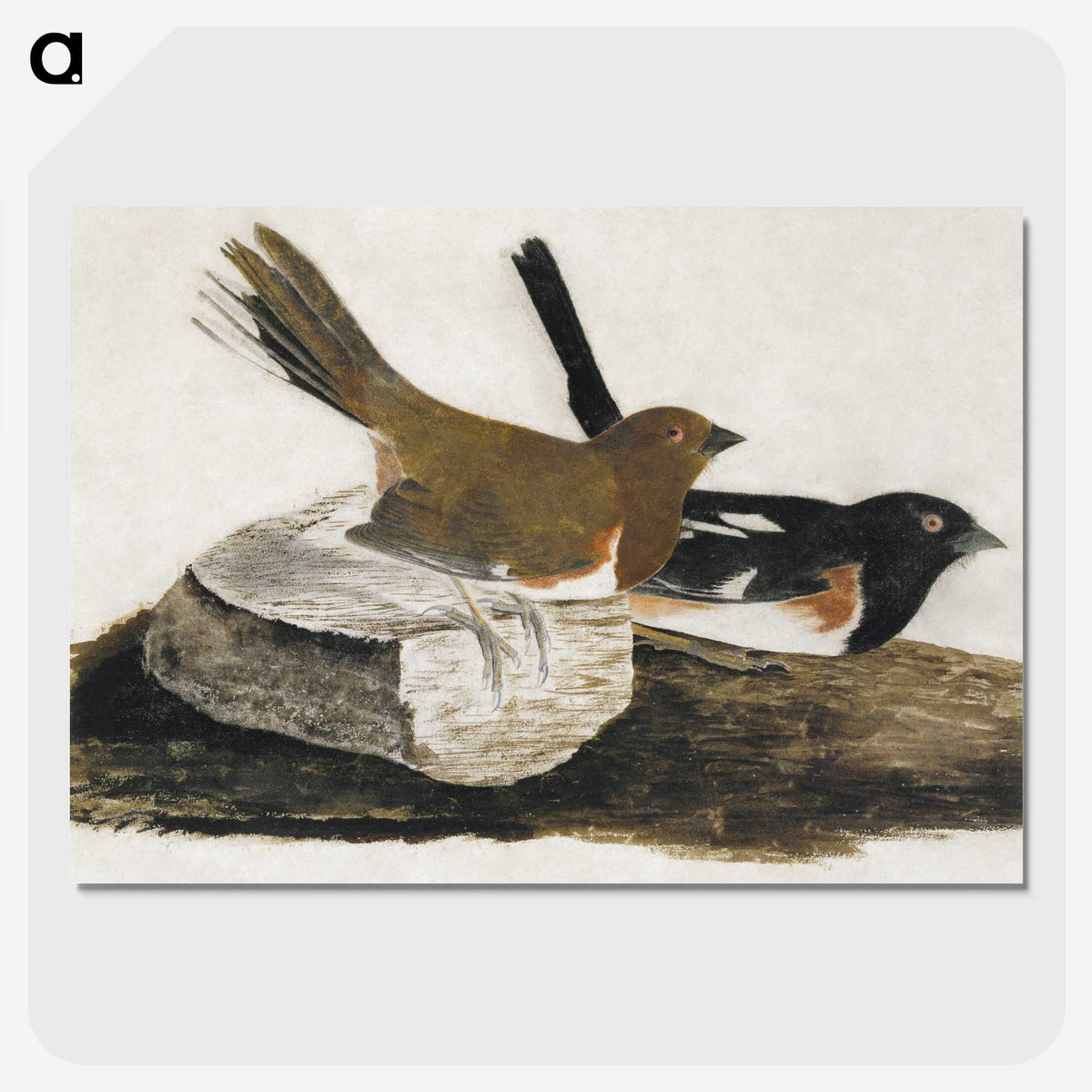 1-32_John-James-Audubon_picture-crop