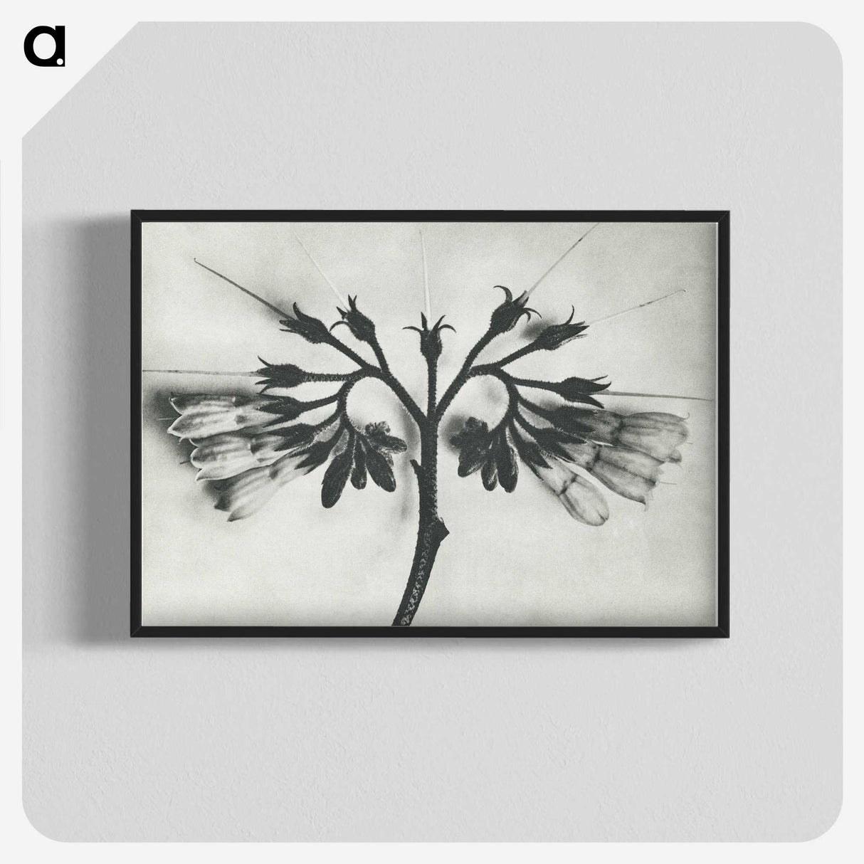 1-32_Karl-Blossfeldt_blk-crop
