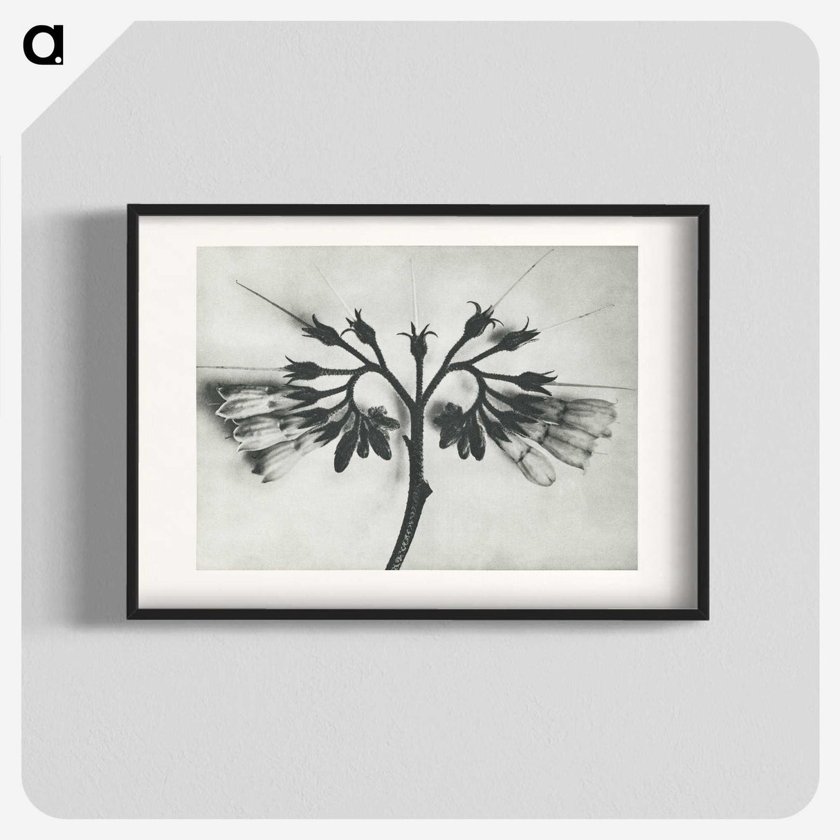 1-32_Karl-Blossfeldt_blk