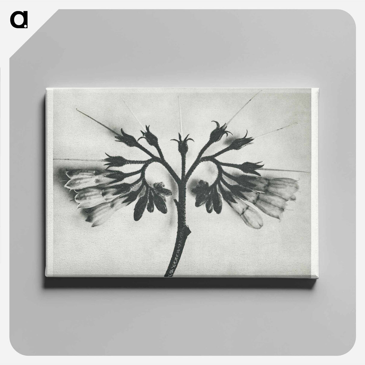 Symphytum officinale (Common Comfrey) enlarged 8 times from Urformen der Kunst by Karl Blossfeldt - カール ブロスフェルト Canvas.
