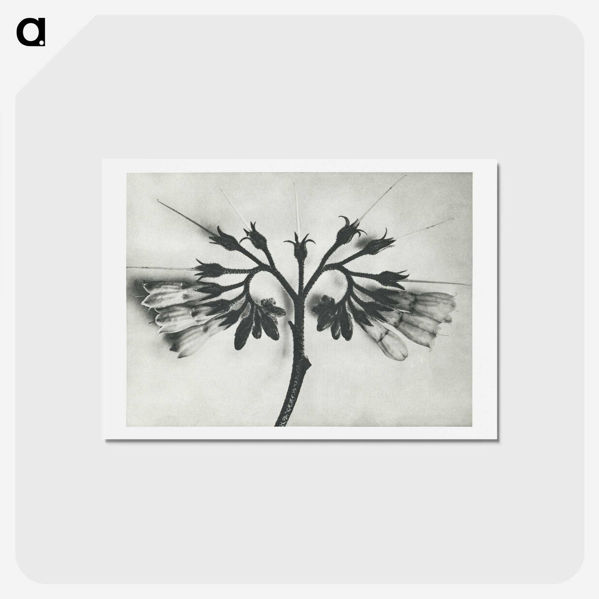 1-32_Karl-Blossfeldt_hagaki
