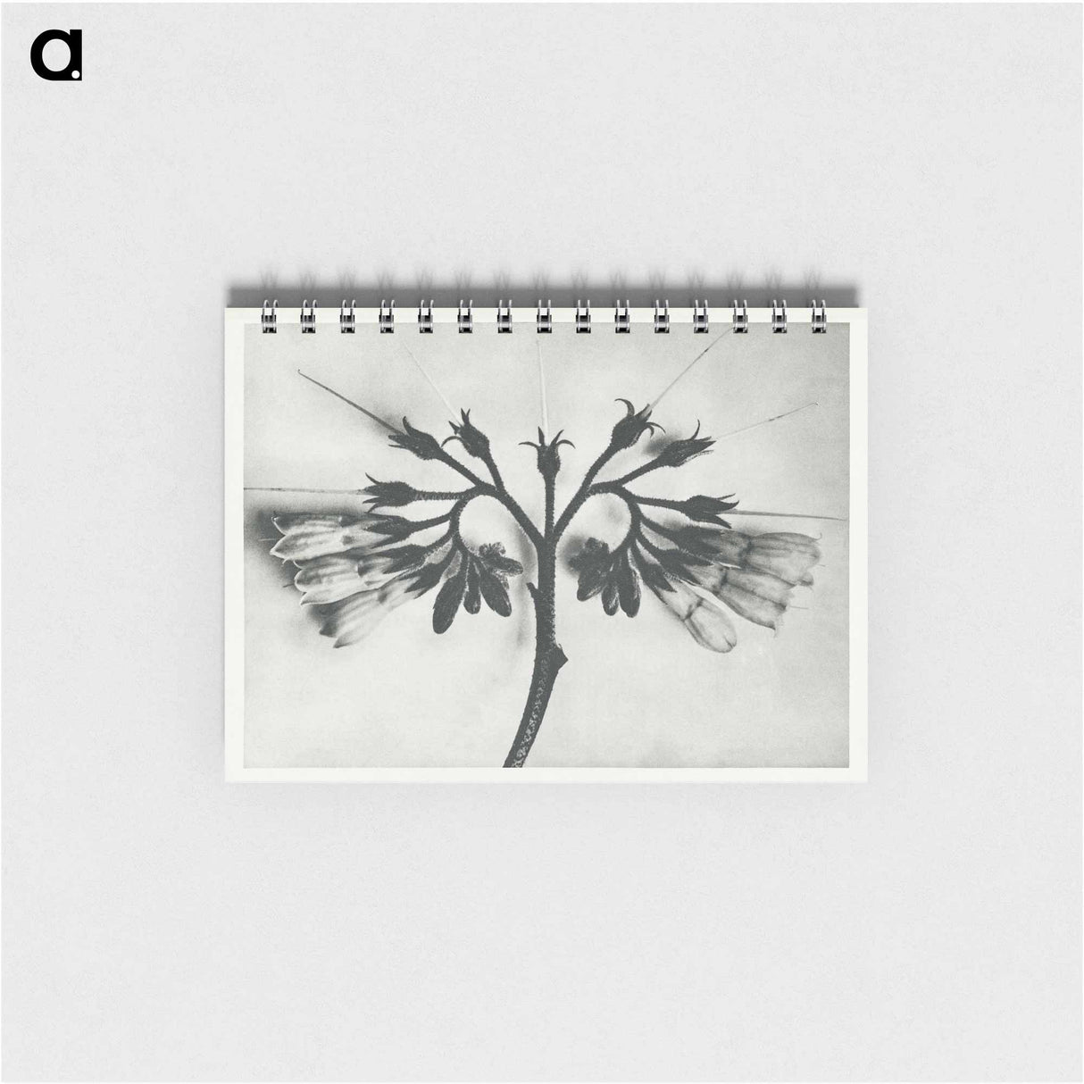 Symphytum officinale (Common Comfrey) enlarged 8 times from Urformen der Kunst by Karl Blossfeldt - カール ブロスフェルト Memo.