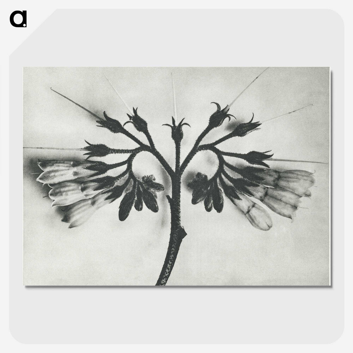 1-32_Karl-Blossfeldt_picture-crop