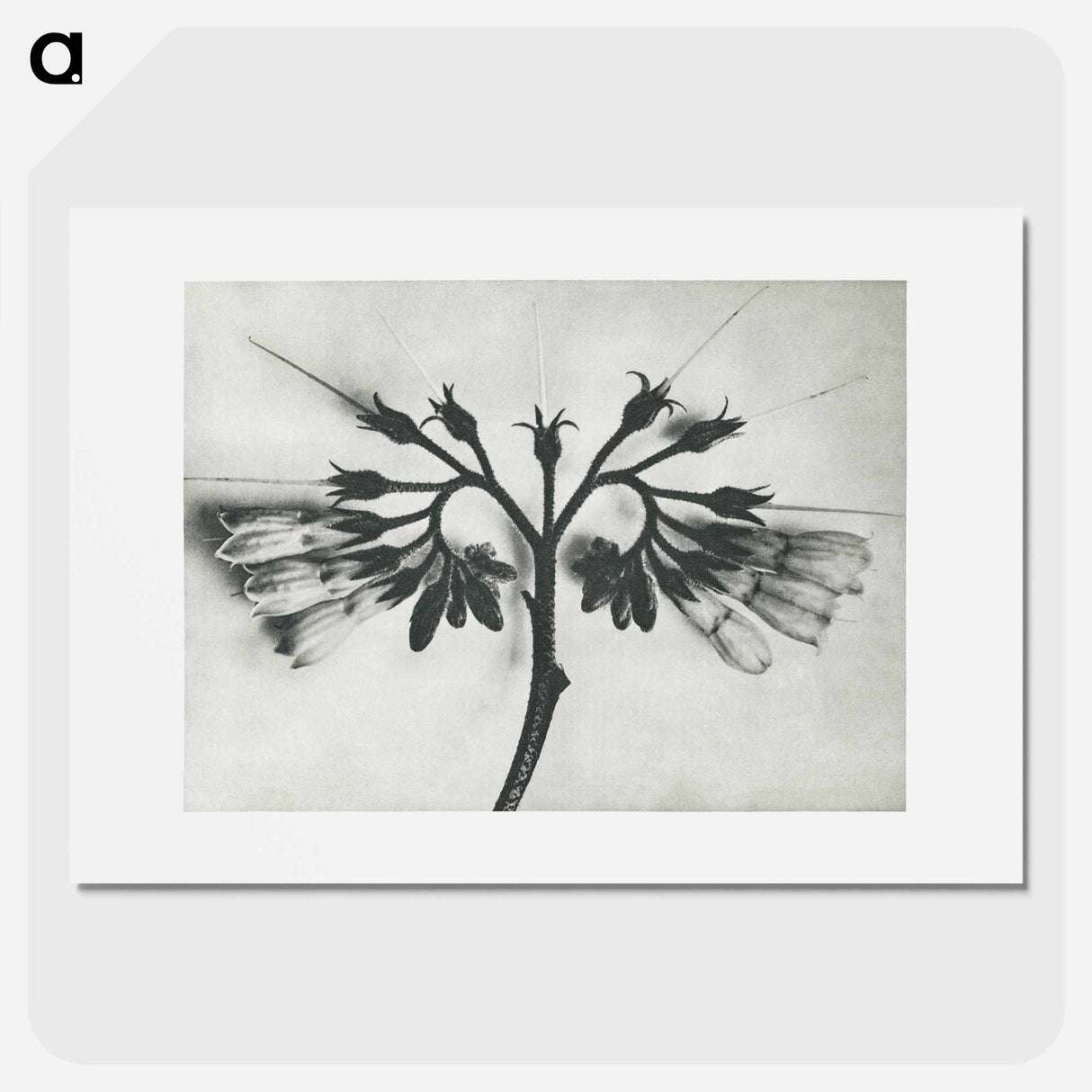 アートポスター-Symphytum officinale (Common Comfrey) enlarged 8 times from Urformen der Kunst by Karl Blossfeldt - カール ブロスフェルト Poster.