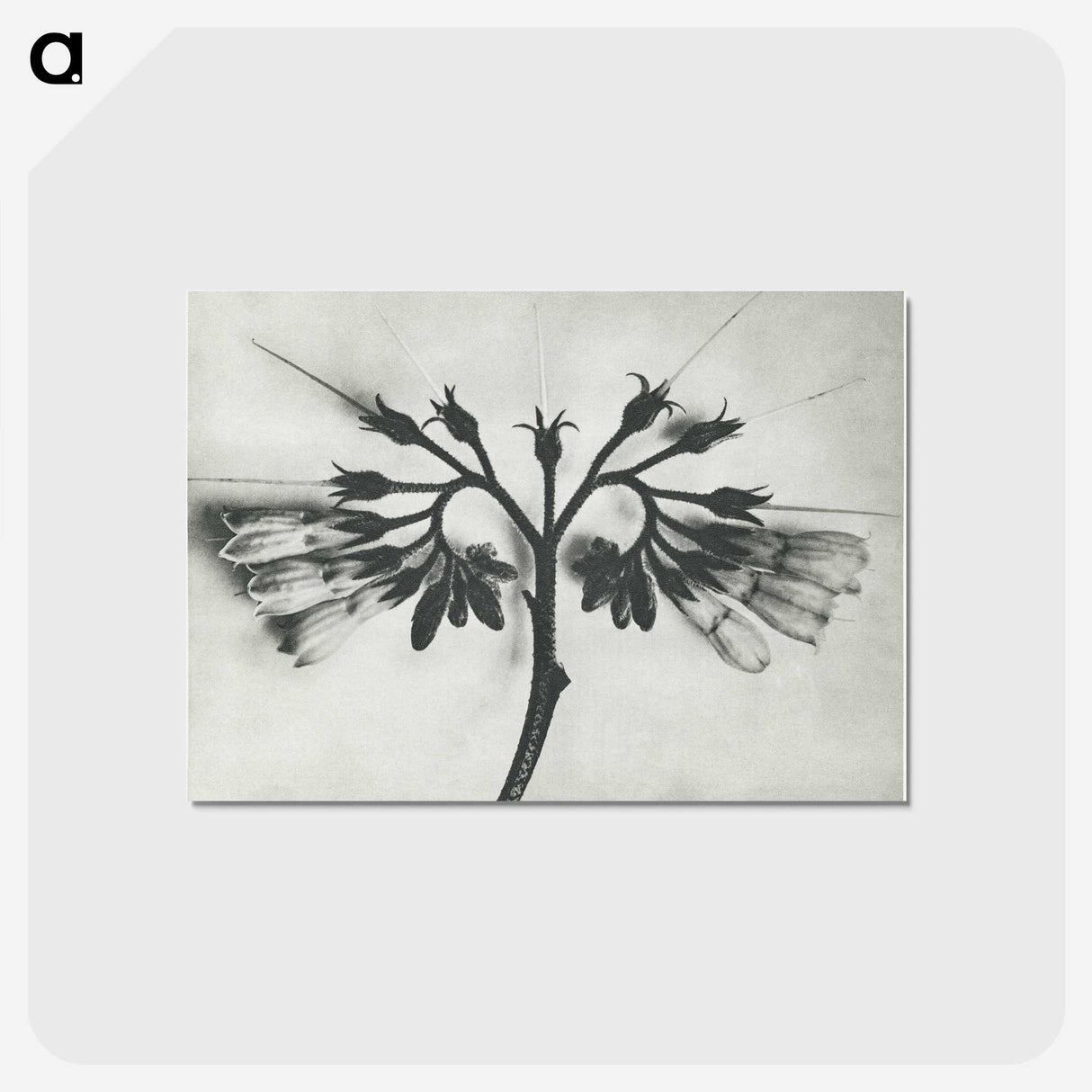 1-32_Karl-Blossfeldt_postcard