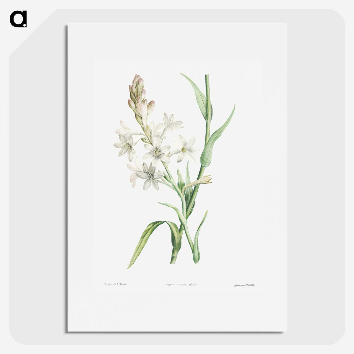 1-32_La-Botanique_picture