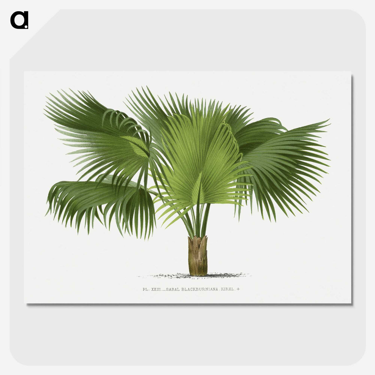 1-32_Les-Palmiers-Histoire-Iconographique_picture-crop