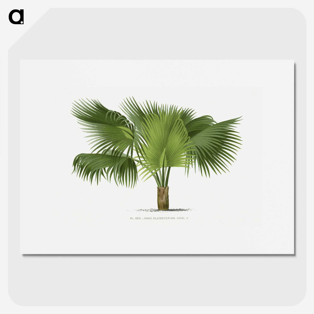 1-32_Les-Palmiers-Histoire-Iconographique_picture