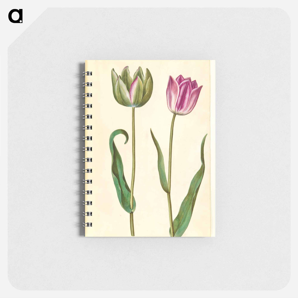 アートメモ帳-Tulipa Gesneriana
- マリア ジビーラ メーリアン Memo.