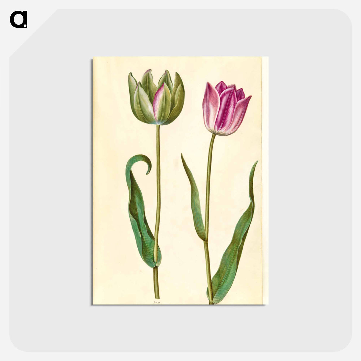アートポストカード-Tulipa Gesneriana
- マリア ジビーラ メーリアン Postcard.
