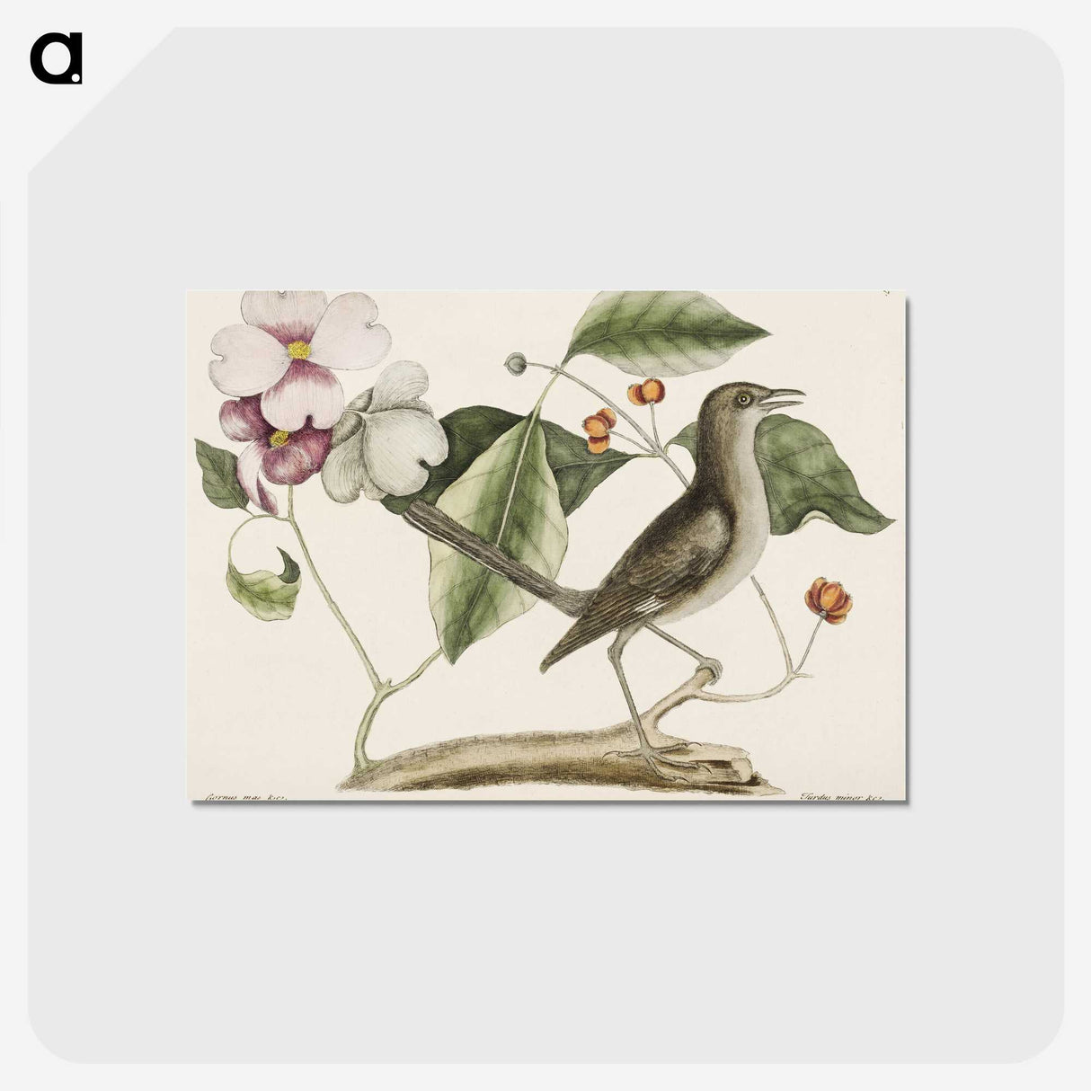 1-32_Mark-Catesby_postcard