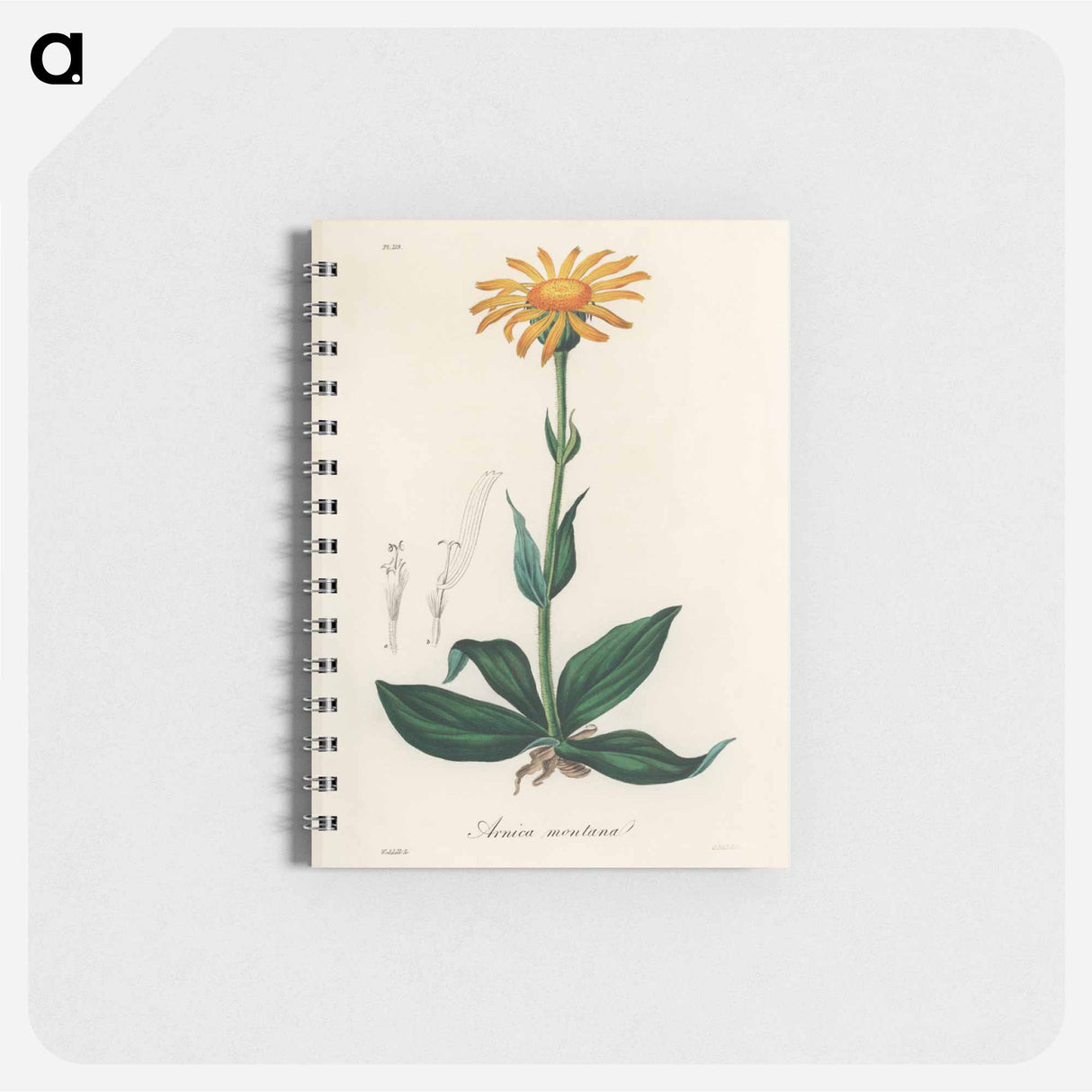 アートメモ帳-Arnica Montana
- 薬用植物学 Memo.