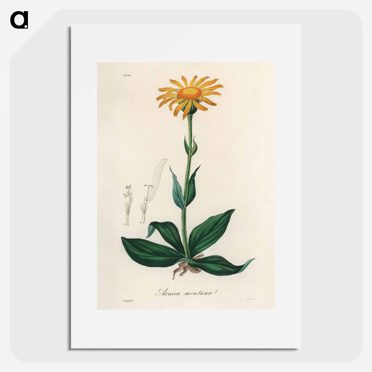 アートポスター-Arnica Montana
- 薬用植物学 Poster.