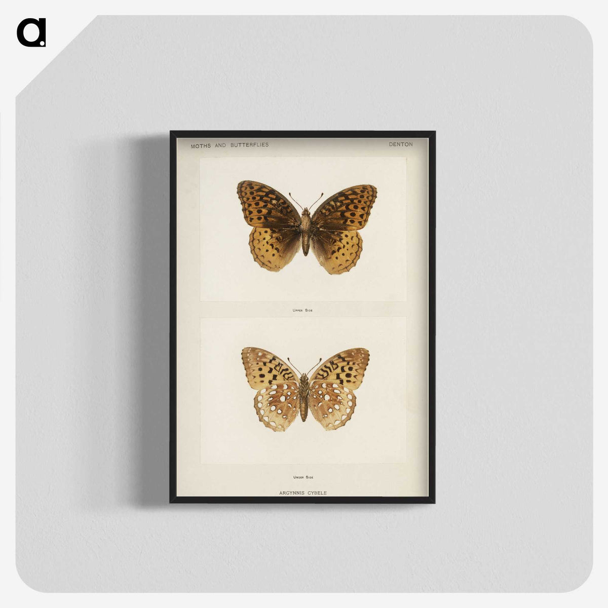 1-32_Moths-and-Butterflies-of-the-United-States_blk-crop