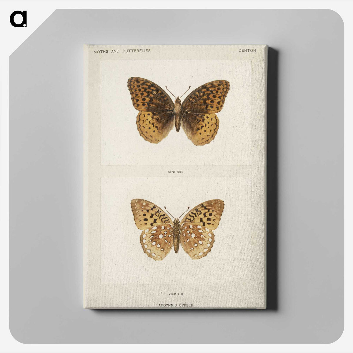 1-32_Moths-and-Butterflies-of-the-United-States_canvas