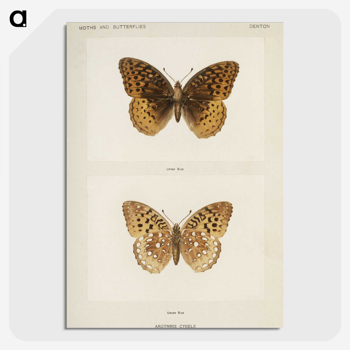 1-32_Moths-and-Butterflies-of-the-United-States_picture-crop