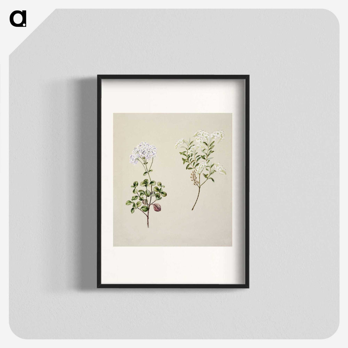 1-32_Native-Flowering-Plants-of-New-Zealand_blk
