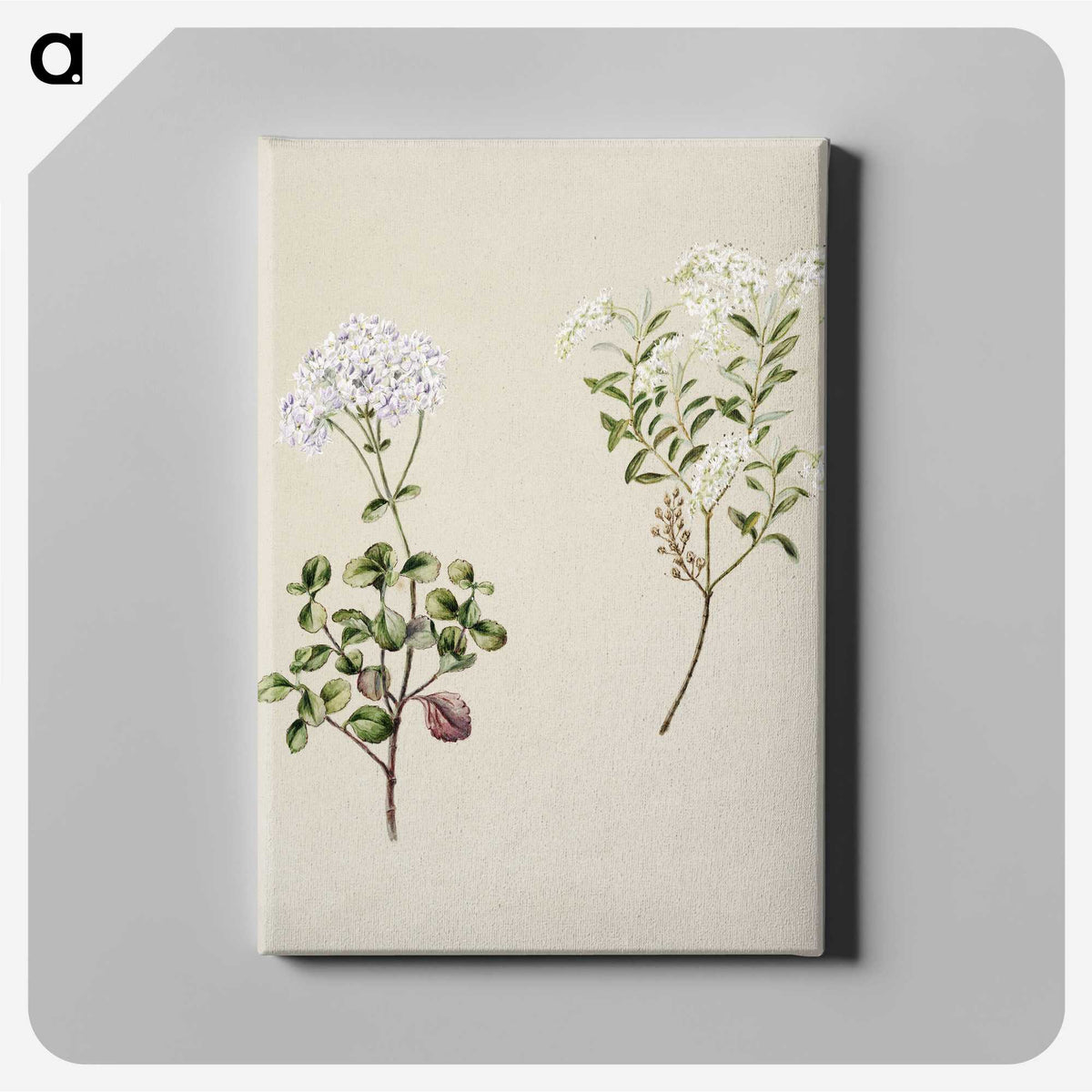 1-32_Native-Flowering-Plants-of-New-Zealand_canvas