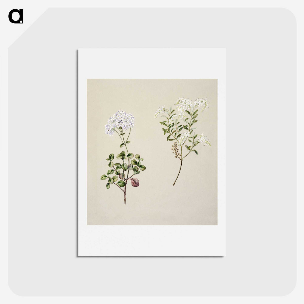 1-32_Native-Flowering-Plants-of-New-Zealand_hagaki