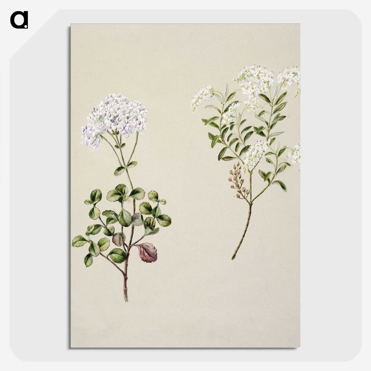1-32_Native-Flowering-Plants-of-New-Zealand_picture-crop