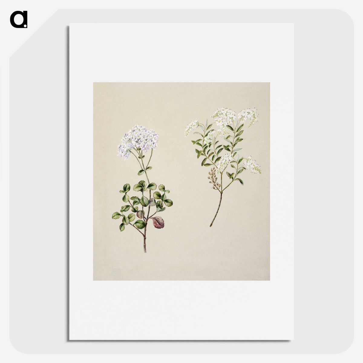 1-32_Native-Flowering-Plants-of-New-Zealand_picture
