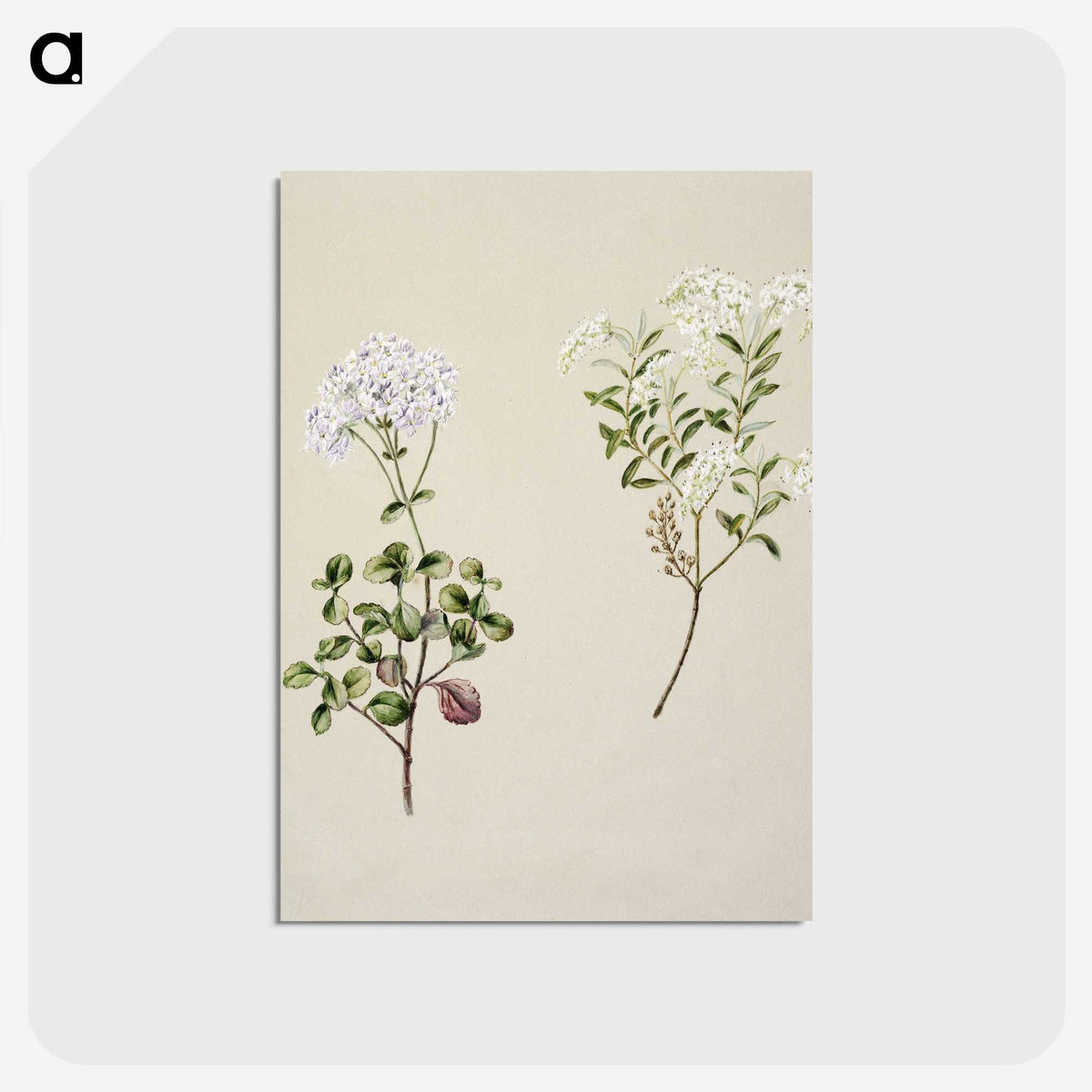 1-32_Native-Flowering-Plants-of-New-Zealand_postcard