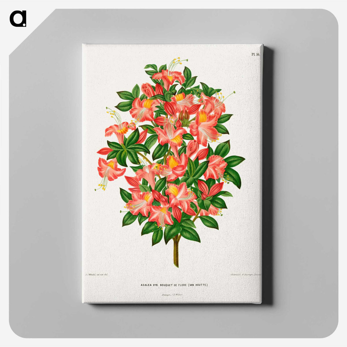 1-32_Nederlandsche-Flora-en-Pomona_canvas