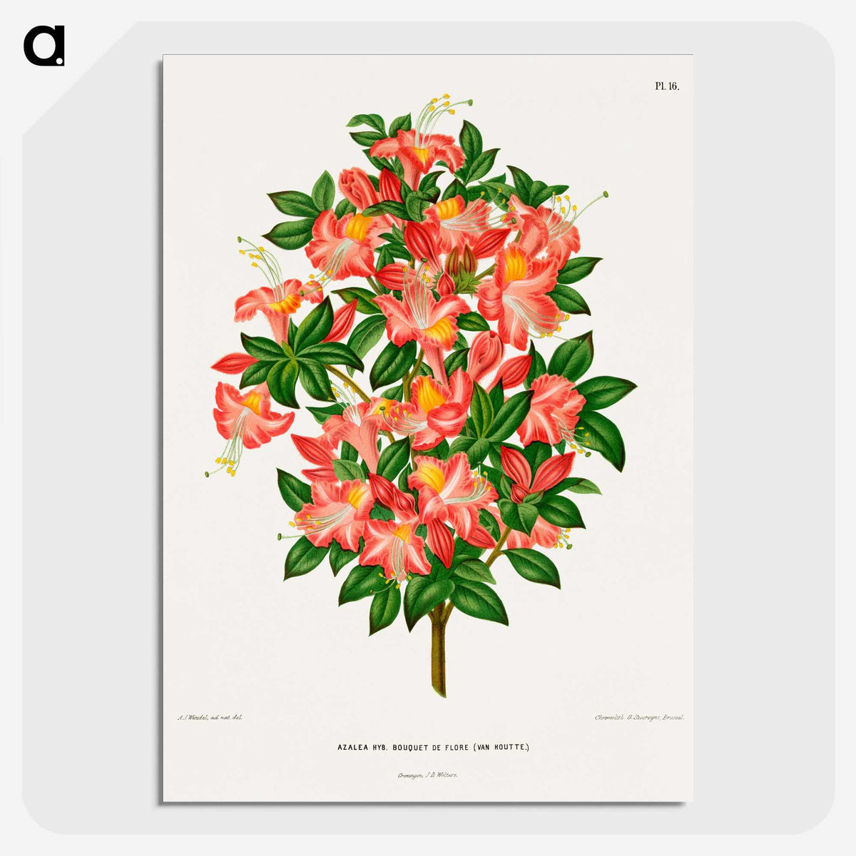 1-32_Nederlandsche-Flora-en-Pomona_picture-crop