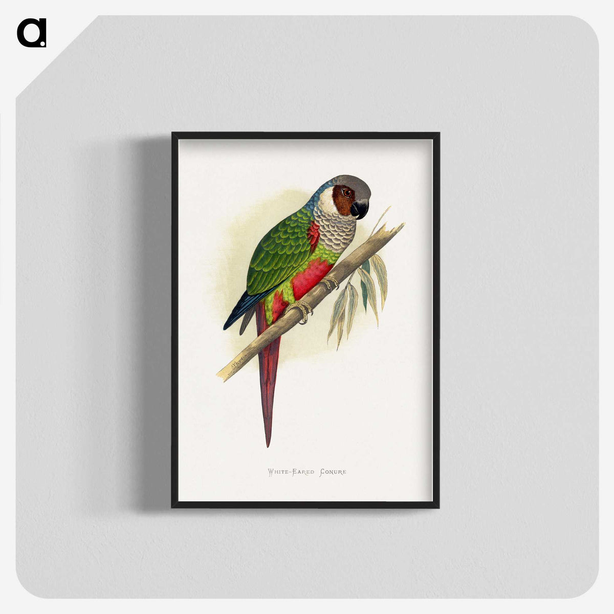 1-32_Parrots-in-Captivity_blk-crop