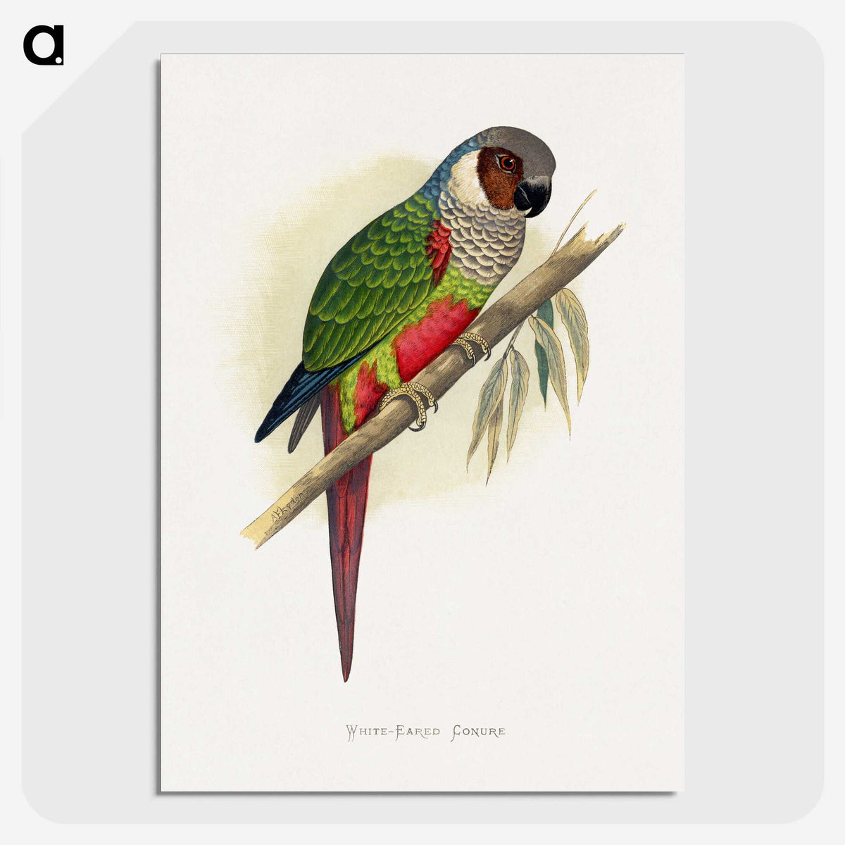 1-32_Parrots-in-Captivity_picture-crop