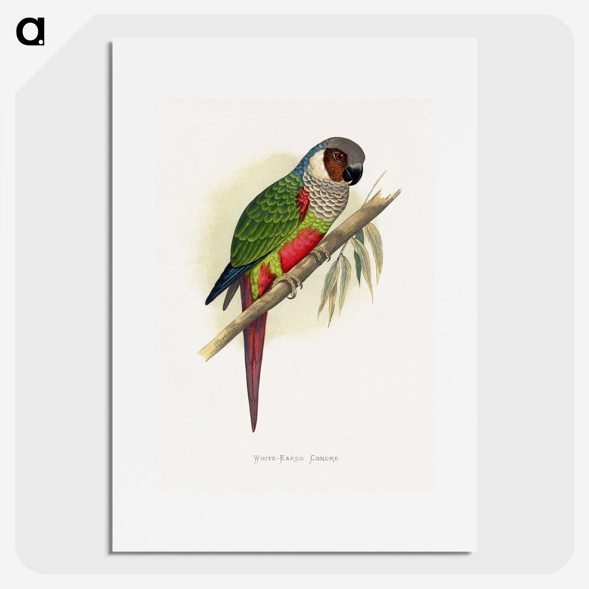 1-32_Parrots-in-Captivity_picture