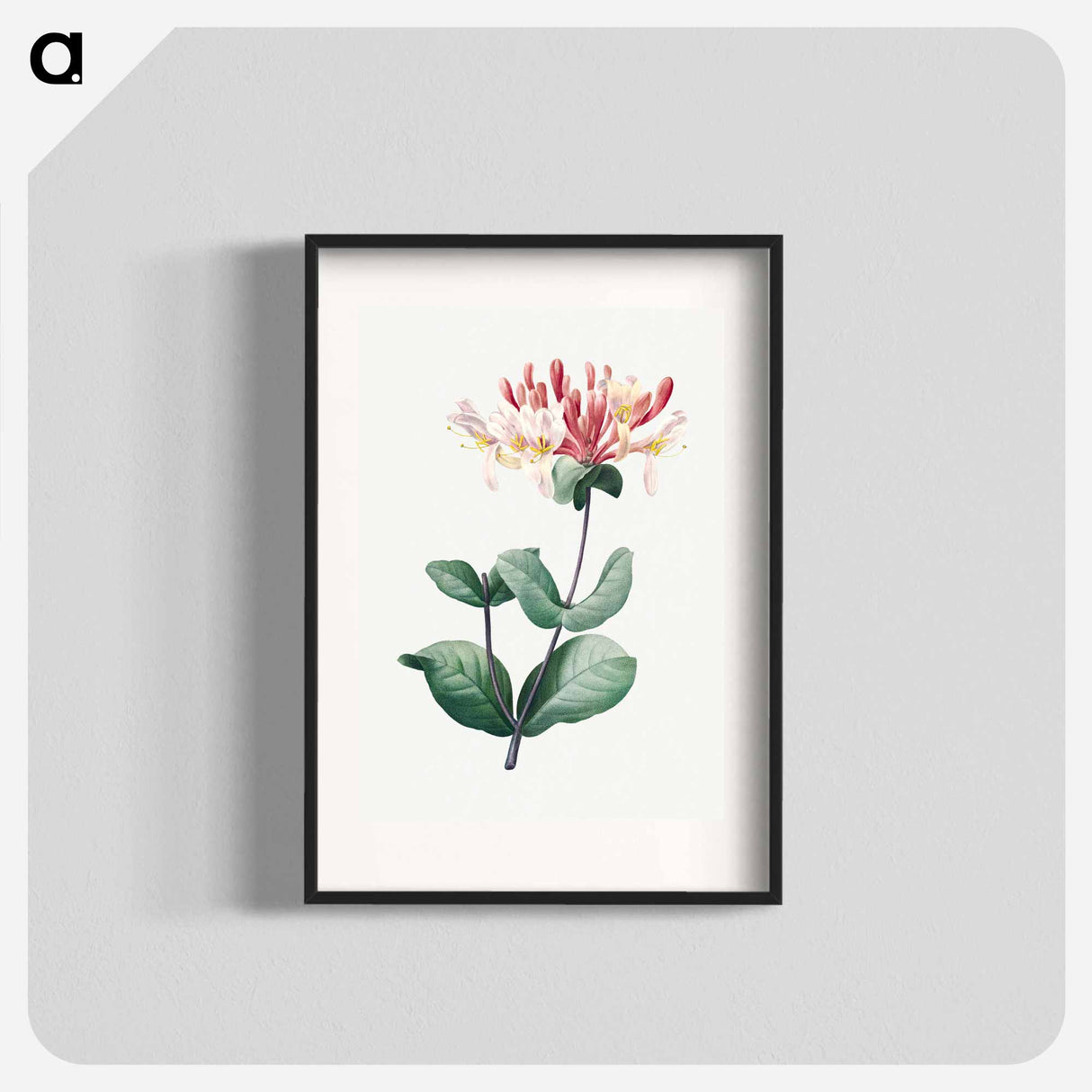 Honeysuckle - Pierre Joseph Redouté Poster.