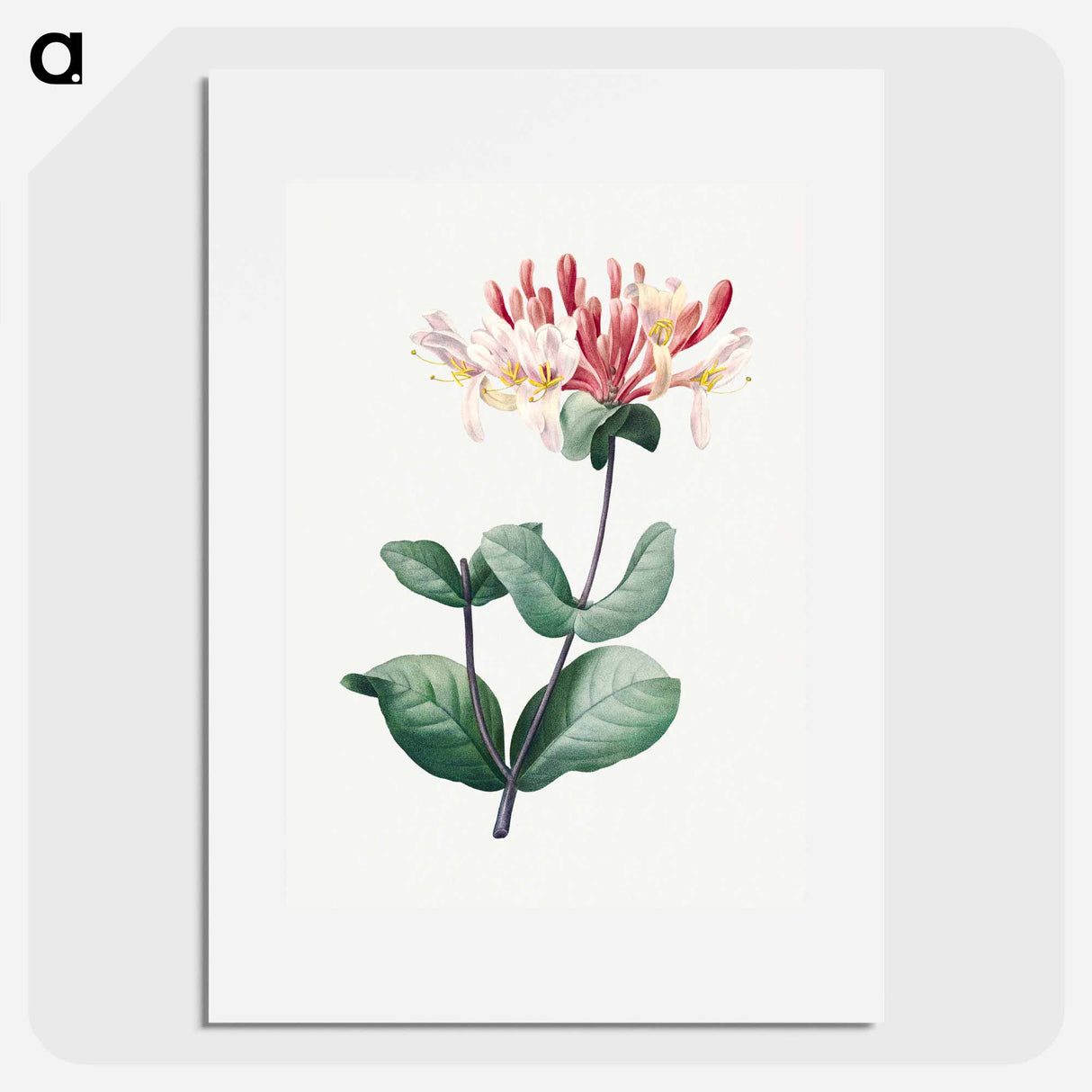 Honeysuckle - Pierre Joseph Redouté Poster.