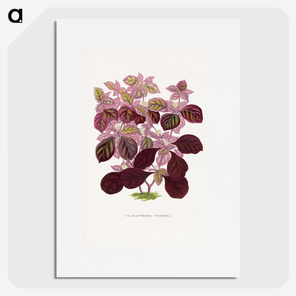 1-32_Plants-with-Colored-Foliage_picture